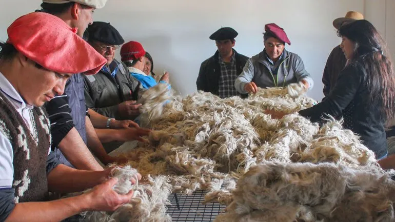 Grupo de productores patagónicos con boinas trabajando alrededor de una mesa con vellones de fibra mohair sin procesar para su clasificación y enfardelado