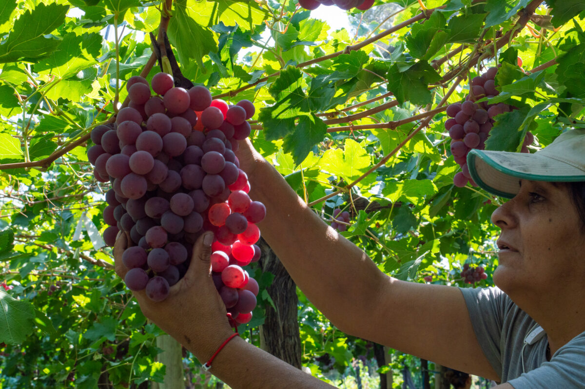 Vitivinicultura: la brecha entre la oferta patronal y la firmeza sindical posterga el acuerdo