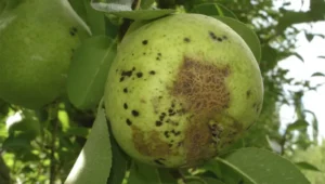 Agroindustria, Fruticultura, Río Negro, Alto Valle, Peras y manzanas, Sanidad vegetal, Universidad Nacional del Comahue, CONICET.