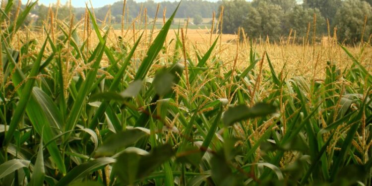 Estiman condiciones muy buenas en los cultivos de maíz en áreas de la Bolsa de Bahía Blanca