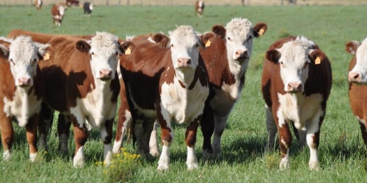 +info24 | Más Info 24