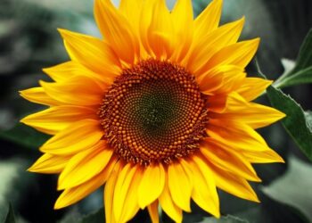 +info24 | Más Info 24