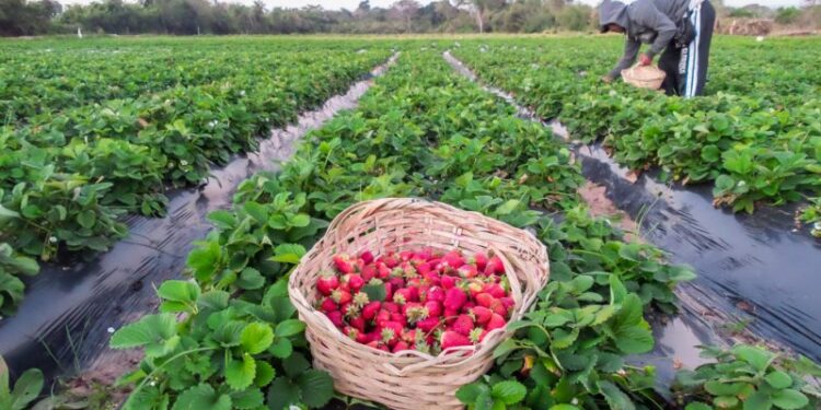 +Industrias | Más Industrias