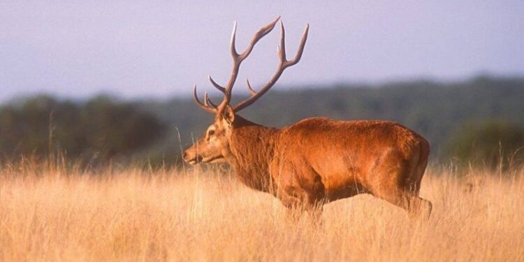 +Industrias | Más Industrias