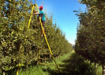 Neuquen 15-Junio-2016... Fruticultura...
