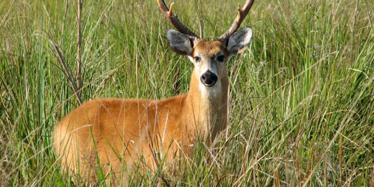 +Industrias | Más Industrias