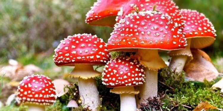 +Industrias | Más Industrias