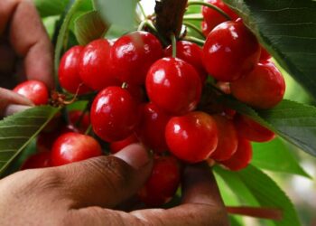 +Industrias | Más Industrias