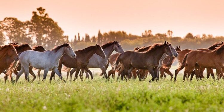 CABALLOS EN UNA ESTANCIA CORRIENDO AL GALOPE, CARMEN DE ARECO, PROVINCIA DE BUENOS AIRES, ARGENTINA
