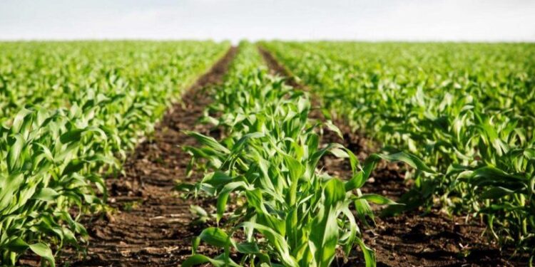 La Pampa brindará financiamiento al agro