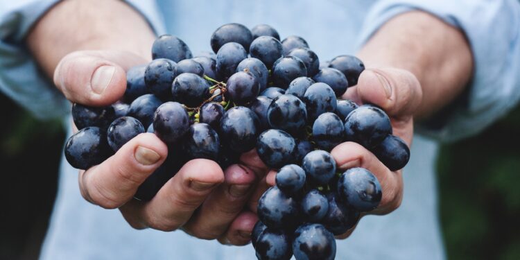 Vinos de la Patagonia
