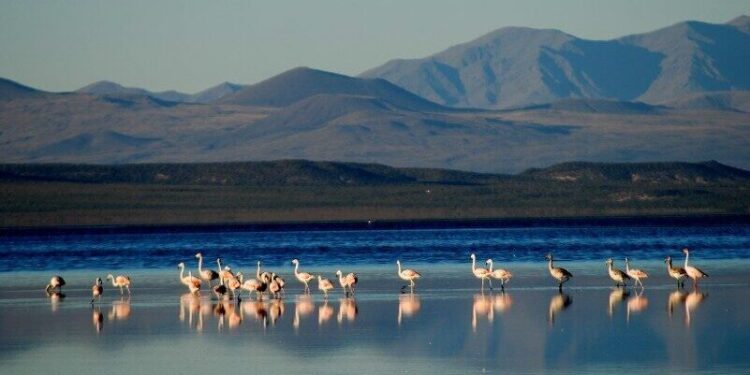 Concurso del Agua Humedal en Mendoza