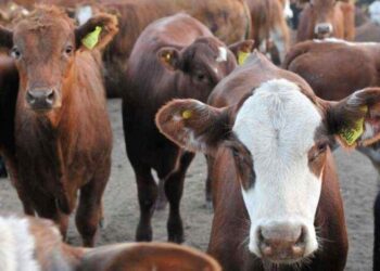 Aprueban convenio para financiar créditos para aumentar el stock ganadero