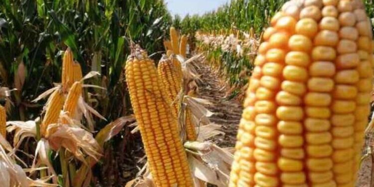 Campaña de Maíz: cae nuevamente la proyección por el déficit hídrico, se ajusta en 49 millones de tn