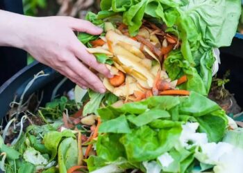Desperdicio de verduras, hortalizas y frutas en Argentina
