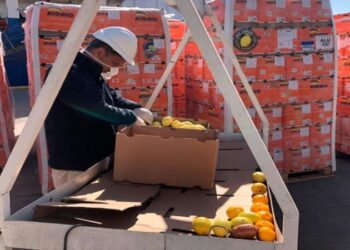 FAO y crisis alimentaria Latinoamérica puede afianzarse como el primer exportador neto