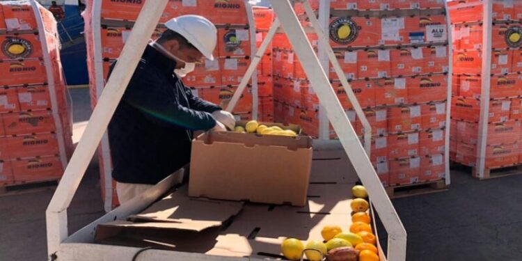 FAO y crisis alimentaria Latinoamérica puede afianzarse como el primer exportador neto
