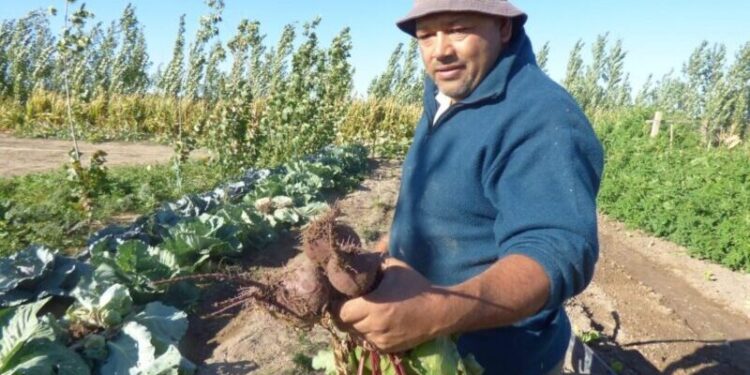 La Municipalidad de Puelches puso en marcha una huerta municipal