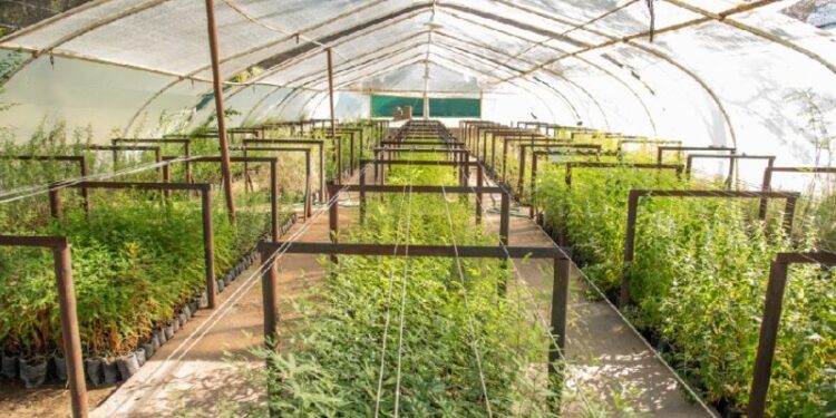 Venta de plantas en Viveros Provinciales de La Pampa