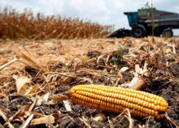Crisis mundidal de alimentos