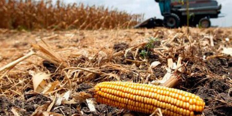 Crisis mundidal de alimentos