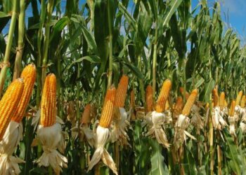 Cultivo de maíz condiciones en la región