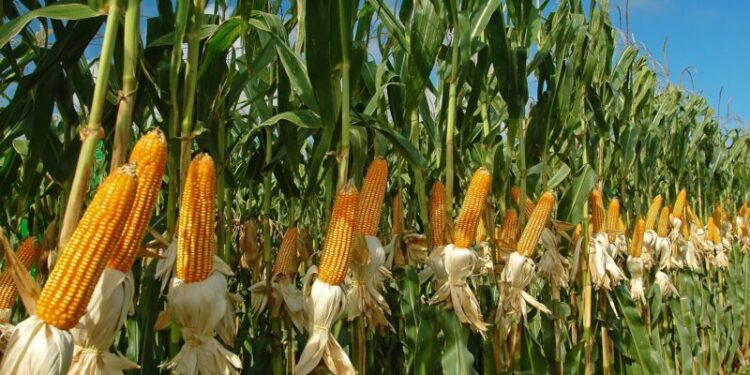 Cultivo de maíz condiciones en la región