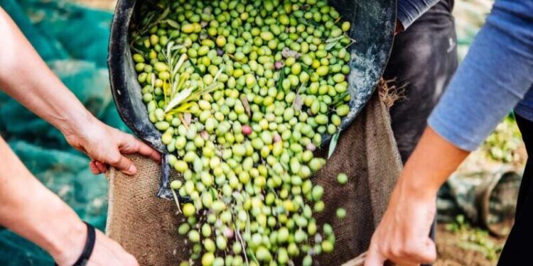 Cosecha de aceitunas en La Pampa