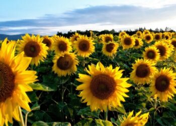 Se cosechó el 60% de los lotes de girasol en áreas de la bolsa de cereales de Bahía Blanca