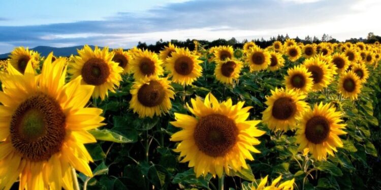 Se cosechó el 60% de los lotes de girasol en áreas de la bolsa de cereales de Bahía Blanca