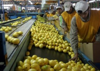Exportación Argentina de limones
