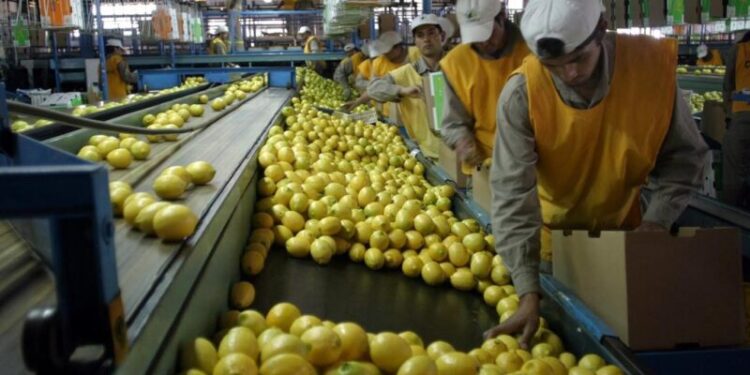Exportación Argentina de limones