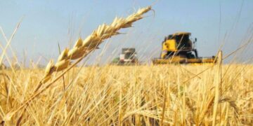 Cebada proyectan otra cosecha récord tras un 8,3% más de superficia sembrada