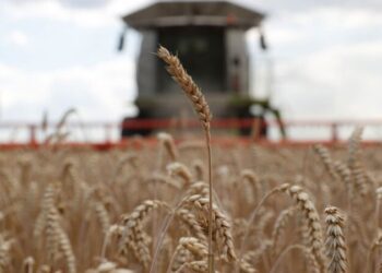 Bloqueo naval ruso detiene suministro de alimentos dedsde Ucrania
