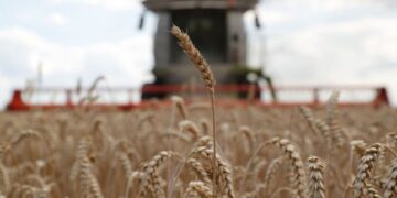 Bloqueo naval ruso detiene suministro de alimentos dedsde Ucrania