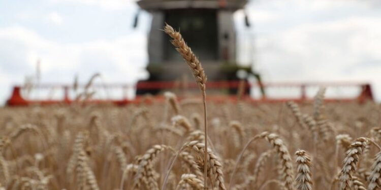 Bloqueo naval ruso detiene suministro de alimentos dedsde Ucrania