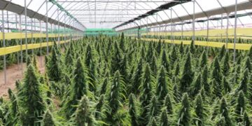 Promulgan nueva ley de Cannabis Medicinal y Cáñamo Industrial