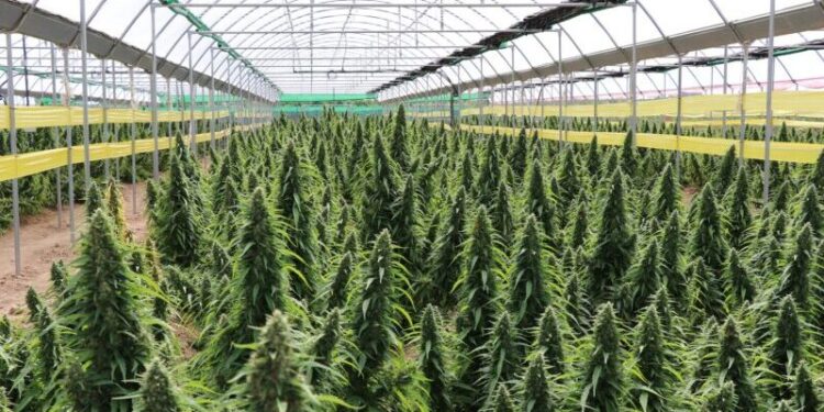 Promulgan nueva ley de Cannabis Medicinal y Cáñamo Industrial