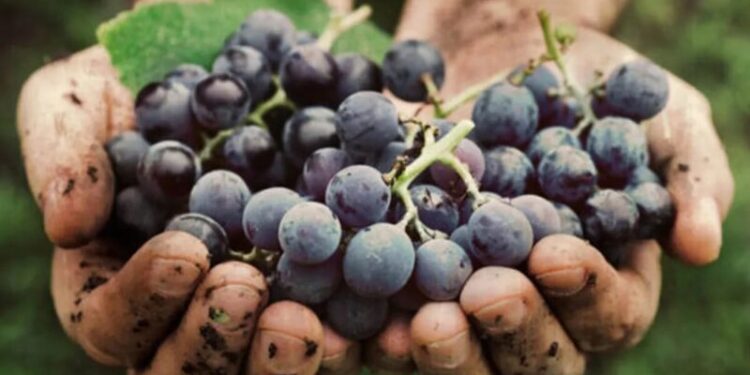 Vinos orgánicos en Argentina