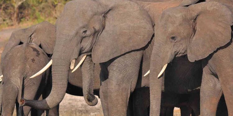 Ley inglesa para proteger a los elefantes y contra el tráfico de marfil