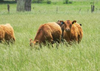 Nueva línea de créditos para productores ganaderos de Bahía Blanca y del sudoeste bonaerense