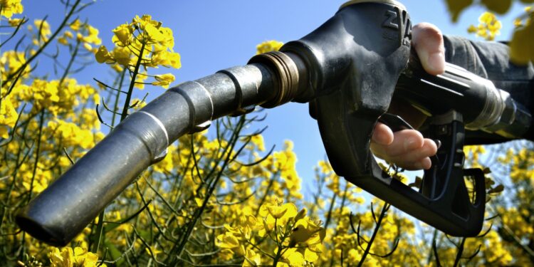 Proponen incrementar el porcentaje de biodiesel para resolver el faltante de gasoil
