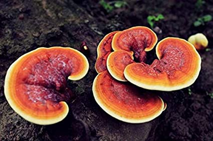Ganoderma lucidum para hacer cuero de hongo