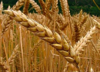 Programa nacional “Cerrando brechas productivas”