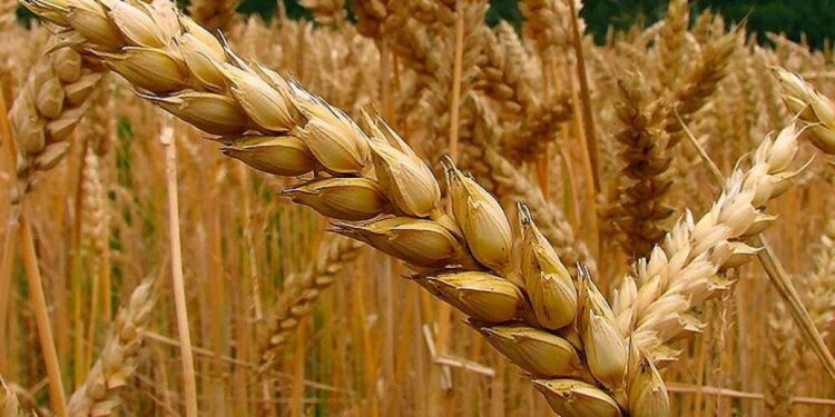 Programa nacional “Cerrando brechas productivas”