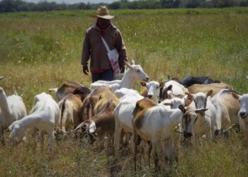 La Pampa destina más de un millón de pesos a la actividad caprina