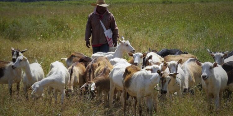 La Pampa destina más de un millón de pesos a la actividad caprina