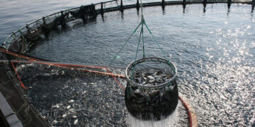 La acuicultura pasó en tres años a ser uno de los sectores productivos con mayor potencial