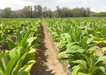 Lanzan jornada sobre producción de cultivos de hoja en La Pampa