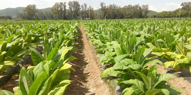 Lanzan jornada sobre producción de cultivos de hoja en La Pampa